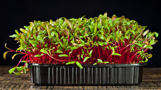 Beet Microgreens – An excellent source of folate, betalains, and fiber, beet microgreens enhance brain function, circulation, and reduce inflammation.