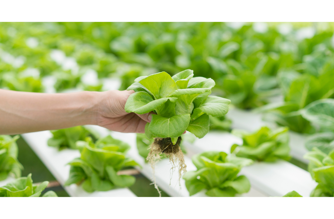 Discover 10 of the best plants for hydroponic beginners to grow indoors. Learn what to consider when selecting the right plants and why these options are ideal for new growers.