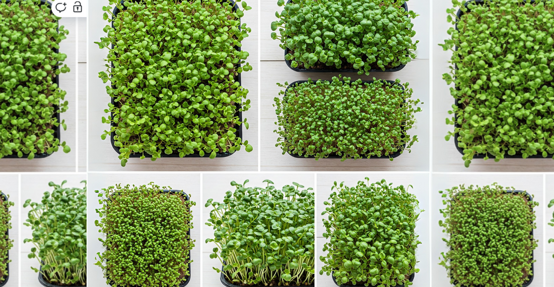  Comparison of different microgreen tray sizes: Side-by-side comparison of a 10x20 microgreen tray and smaller custom-sized trays, showing differences in yield and efficiency.