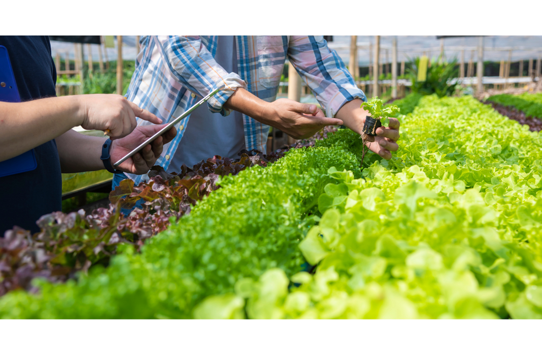 A vibrant hydroponic garden with leafy greens and herbs growing in nutrient-rich water channels.