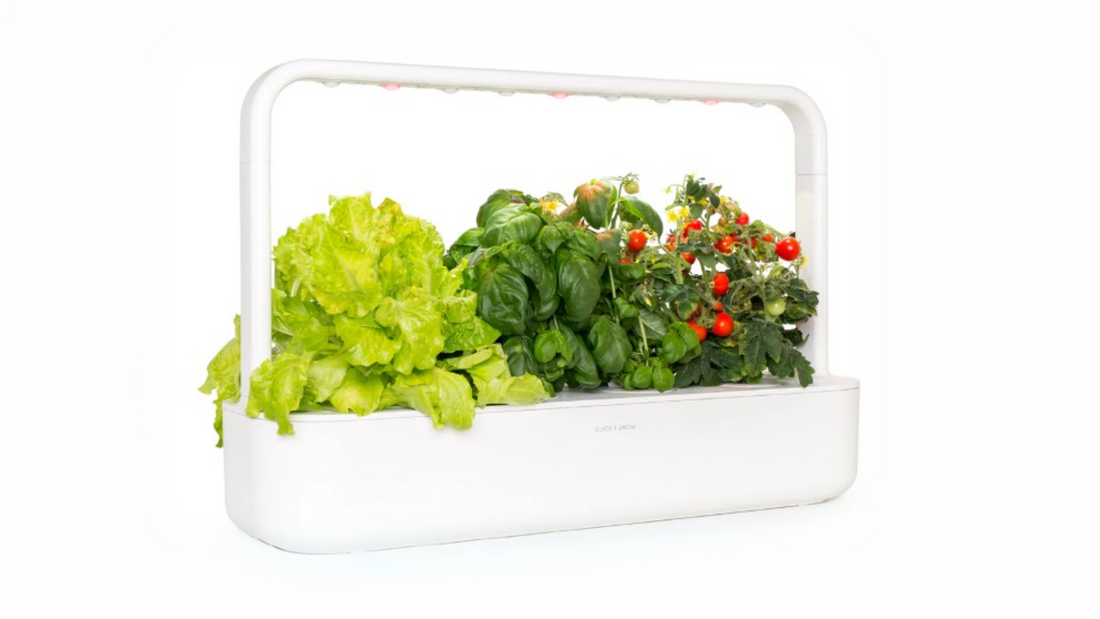 A modern kitchen with a hydroponic smart garden growing fresh herbs.