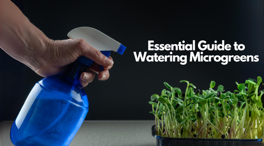 Close-up of a hand holding a fine mist sprayer, gently watering a tray of vibrant microgreens to ensure uniform hydration.