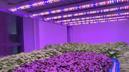 A Comprehensive Guide to LED Lighting for Microgreens