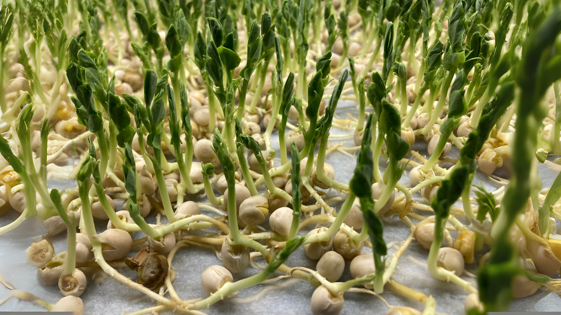 Close-up of vibrant microgreens thriving in nutrient-rich hydroponic setup