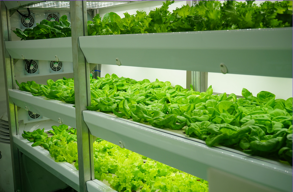 Hydroponic system with nutrient solution delivering essential minerals to plant roots