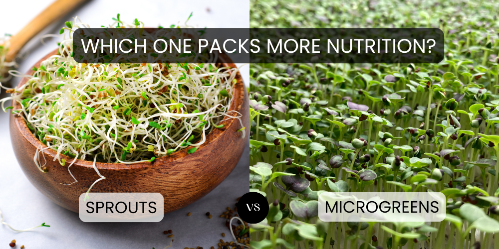 Sprouts vs. Microgreens Comparison Chart: A side-by-side infographic comparing the nutrition, taste, and growing methods of sprouts and microgreens.