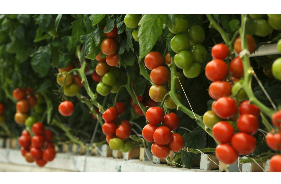 An indoor hydroponic setup with tomato plants thriving under LED grow lights in a controlled environment.