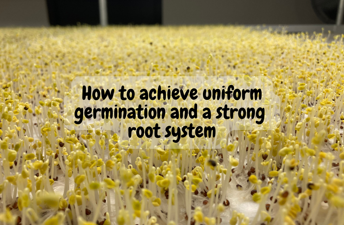 Healthy, lush microgreens with uniform germination and a strong root system, demonstrating the benefits of properly implemented weight and blackout phases.